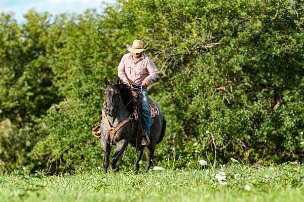 beginner-quarter-horse