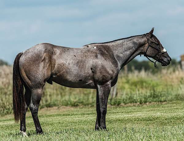 flashy-quarter-horse