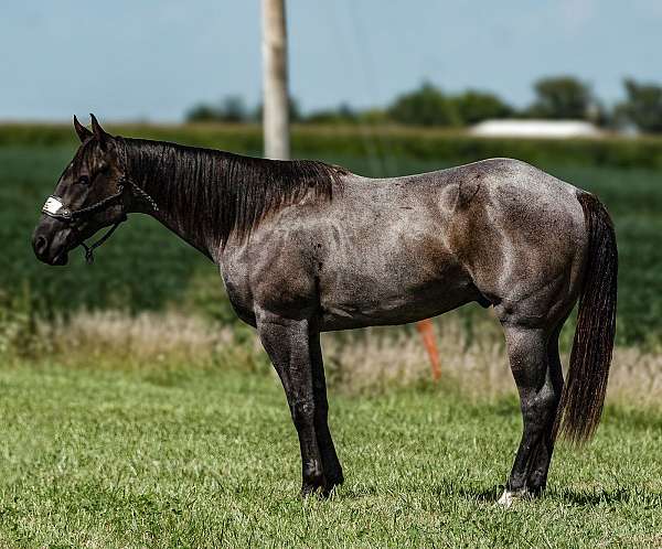 kid-safe-quarter-horse