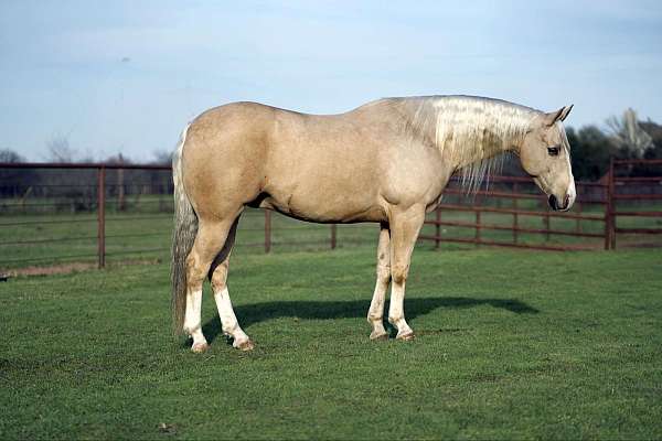 athletic-quarter-horse