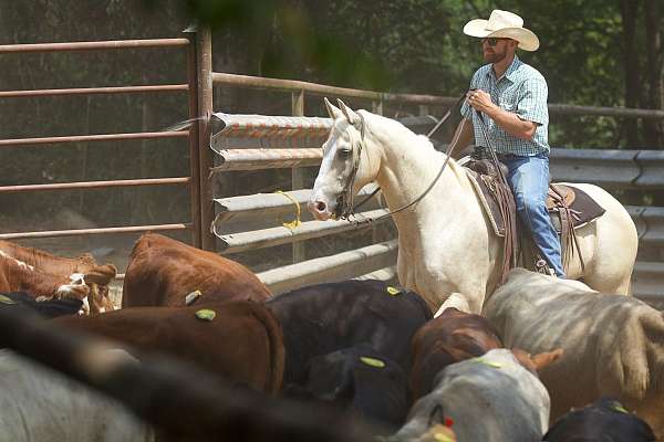 performance-quarter-horse