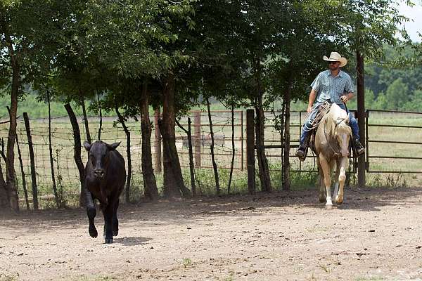 ranch-versatility-quarter-horse