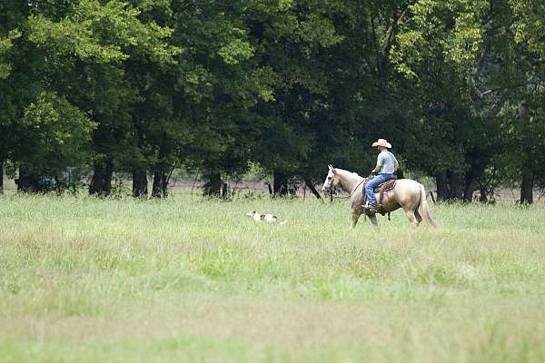 ranch-work-quarter-horse