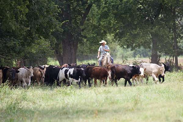 reining-quarter-horse