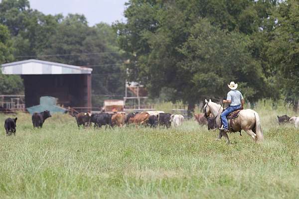 ridden-english-quarter-horse