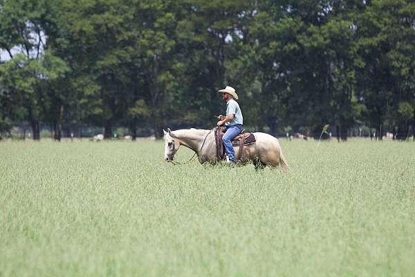 ridden-western-quarter-horse