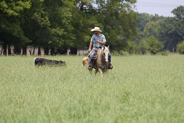 roping-quarter-horse