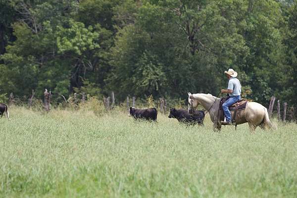 team-penning-quarter-horse