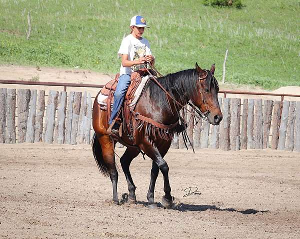 barrel-quarter-horse