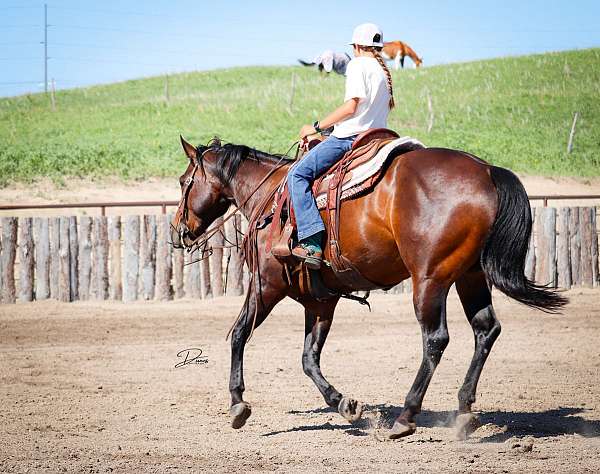 flashy-quarter-horse