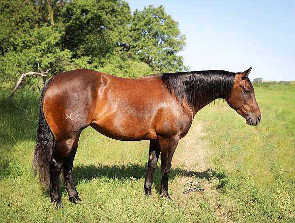 kid-safe-quarter-horse