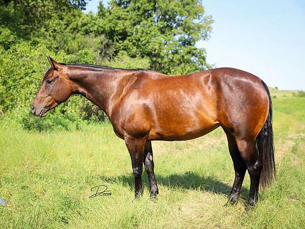 parade-quarter-horse