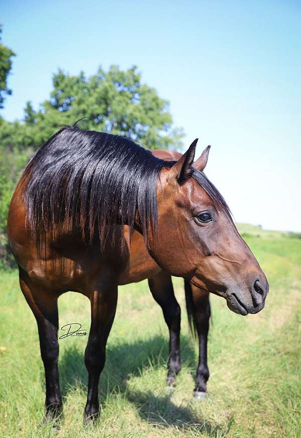 ranch-quarter-horse