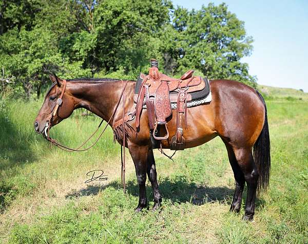 ranch-versatility-quarter-horse