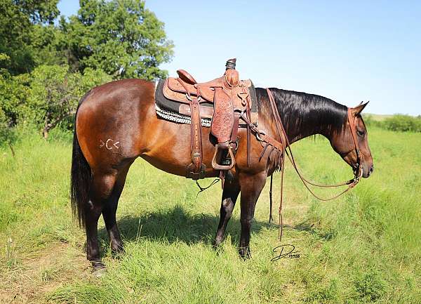 ranch-work-quarter-horse