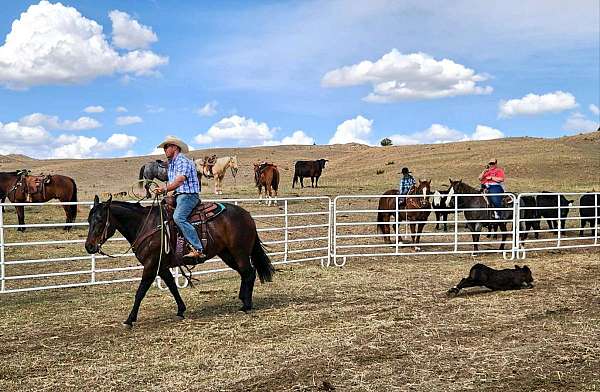 roping-quarter-horse