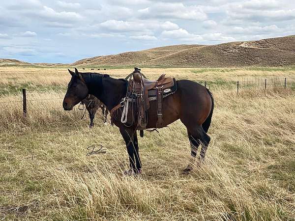 show-quarter-horse