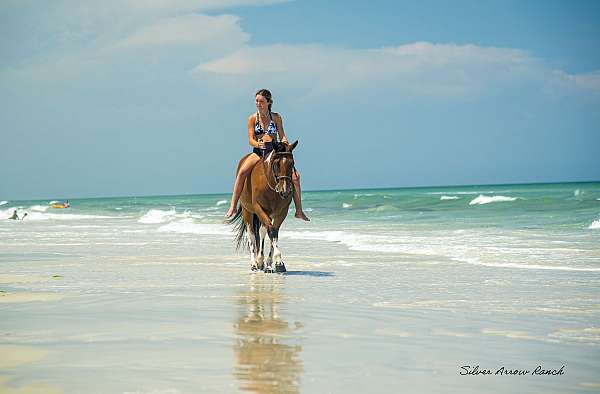 ranch-work-quarter-pony