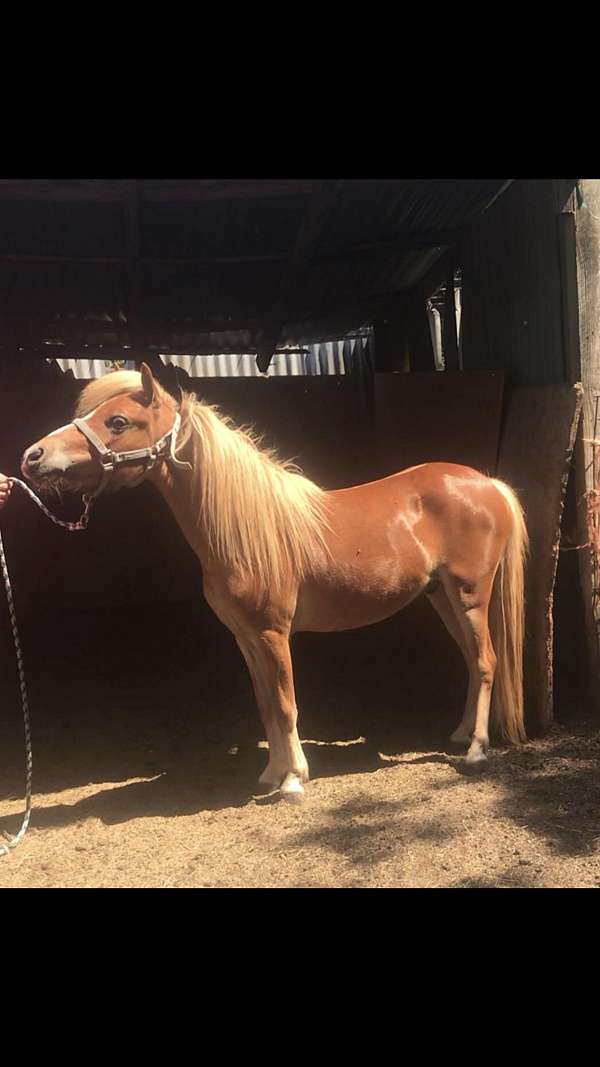 blaze-flaxen-mane-tail-horse