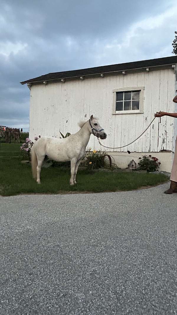 companion-miniature-horse