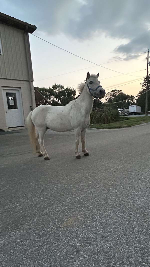 driving-miniature-horse