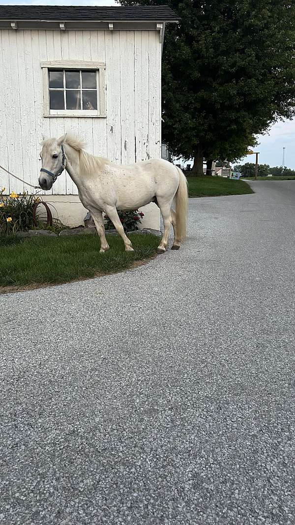 finished-miniature-horse