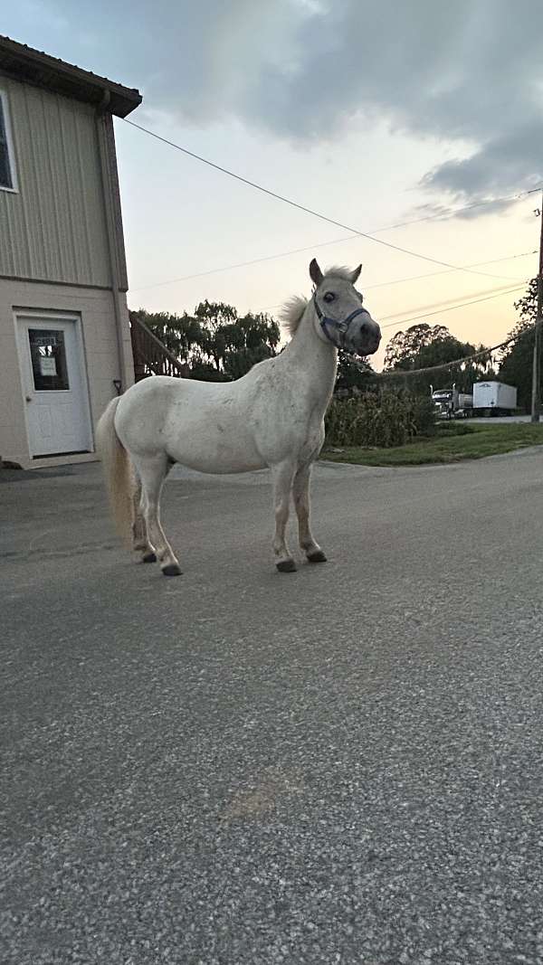 halter-miniature-horse