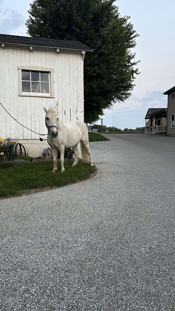 kid-safe-miniature-horse