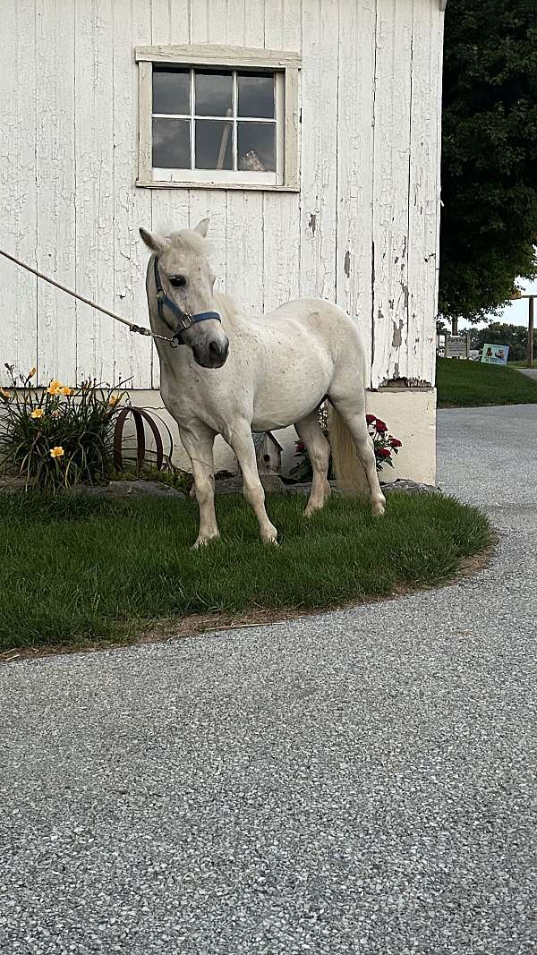 companion-gelding