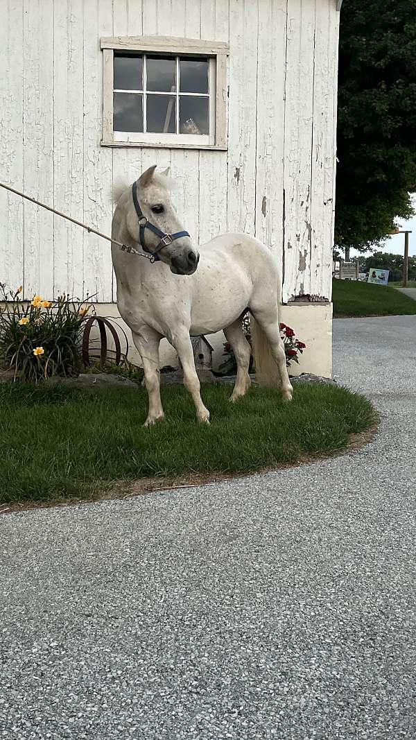 driving-gelding