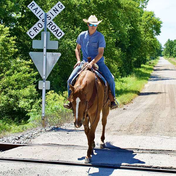 ranch-quarter-horse