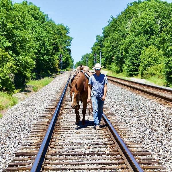 ranch-work-quarter-horse