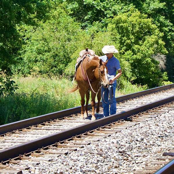 reining-quarter-horse