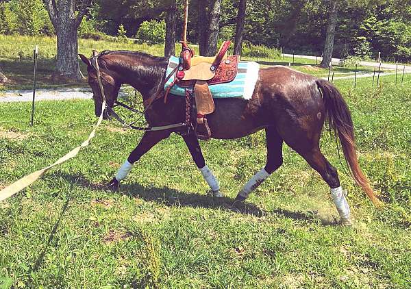 grey-white-spot-on-side-horse