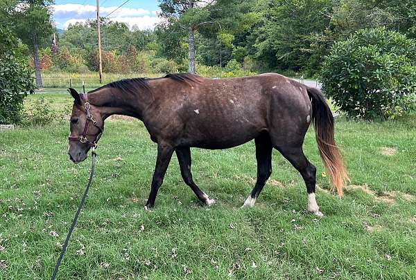 great-brain-appendix-horse