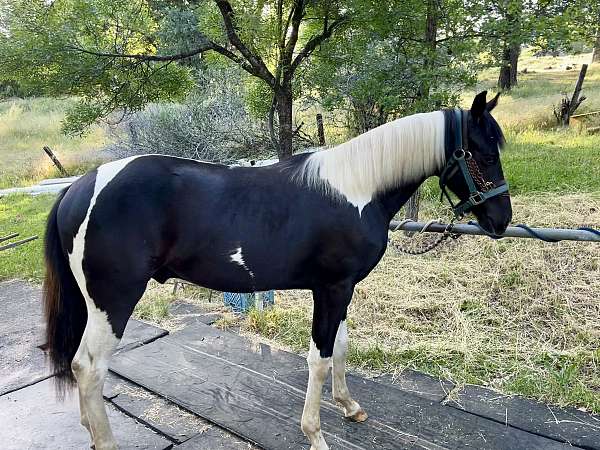 tobiano-black-white-horse