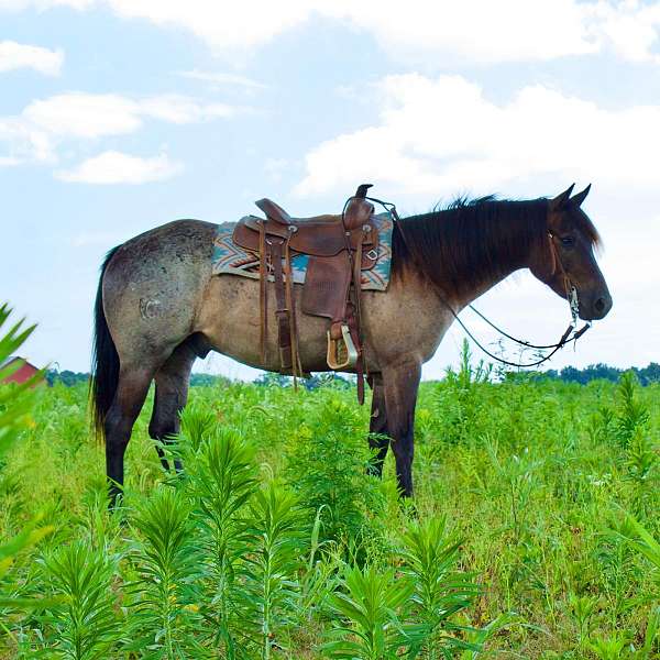 black-head-feet-horse