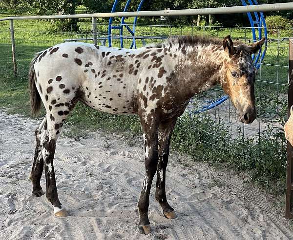 black-peacock-leapord-lightning-marking-on-legs-horse