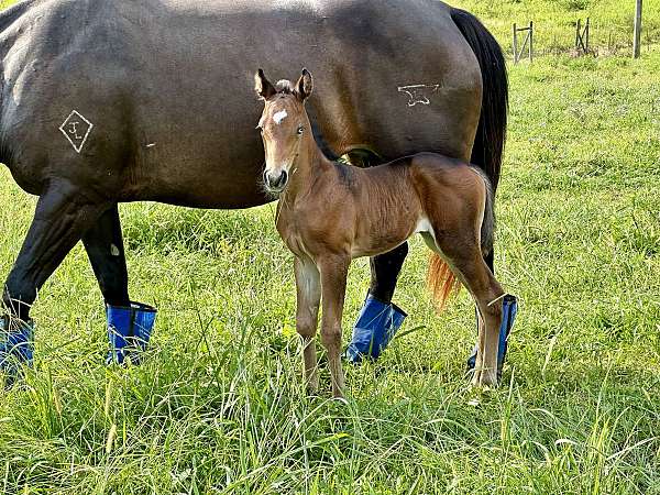 quarter-horse-filly