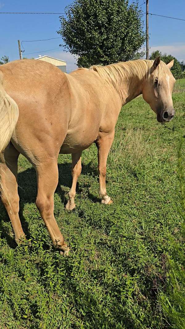 quarter-horse-gelding