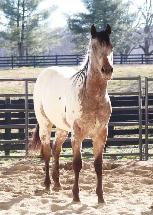 appaloosa-colt-stallion