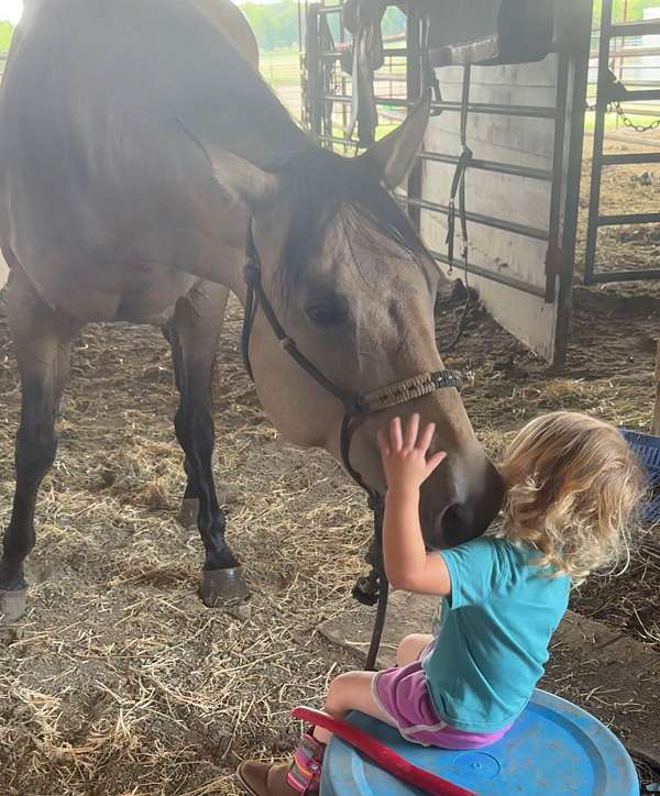 athletic-quarter-horse