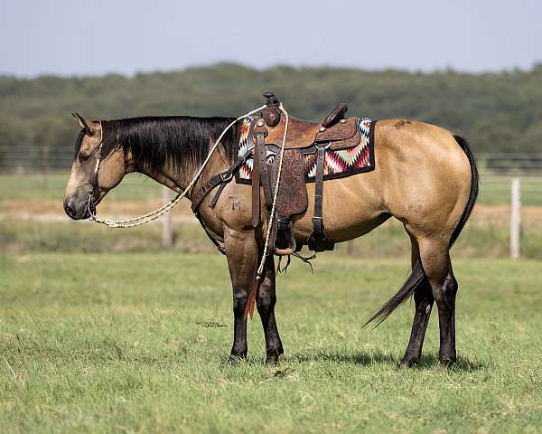 barrel-quarter-horse