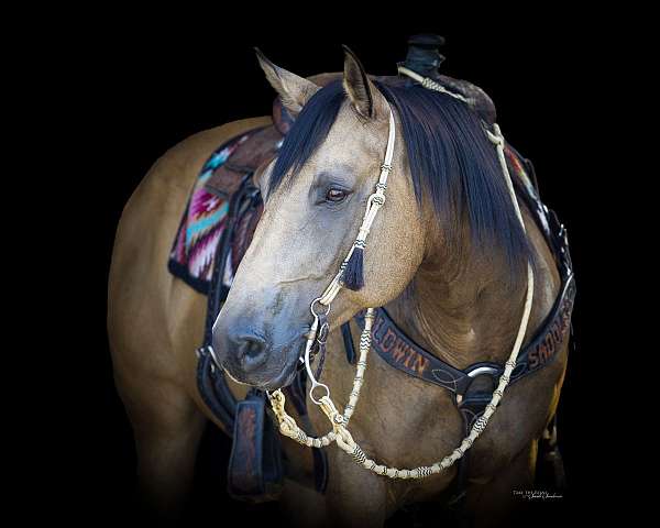 breeding-quarter-horse