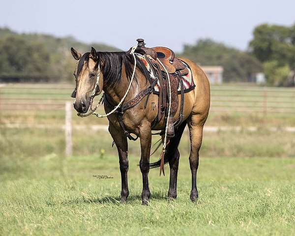 barrel-racing-quarter-horse