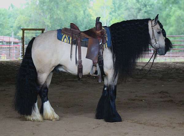 athletic-gypsy-vanner-horse