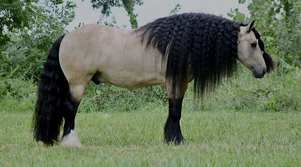 driving-gypsy-vanner-horse