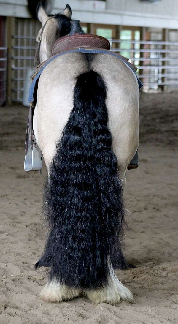 flashy-gypsy-vanner-horse