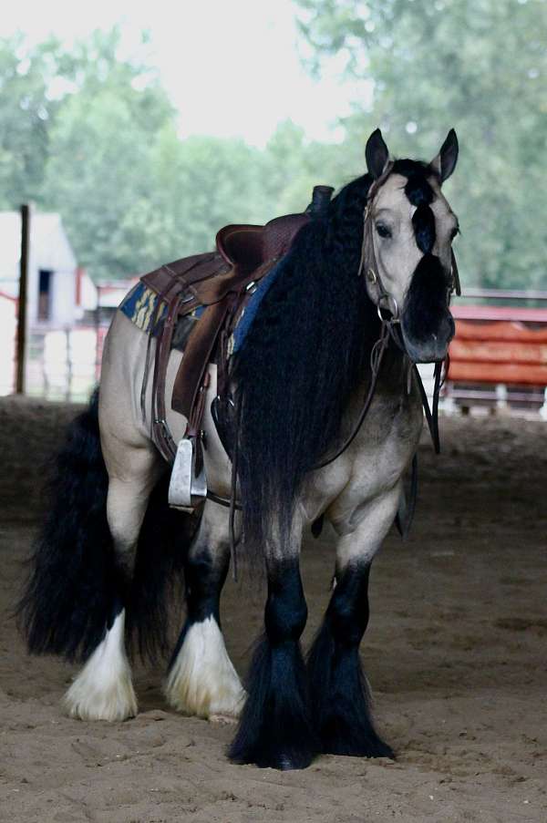 parade-gypsy-vanner-horse