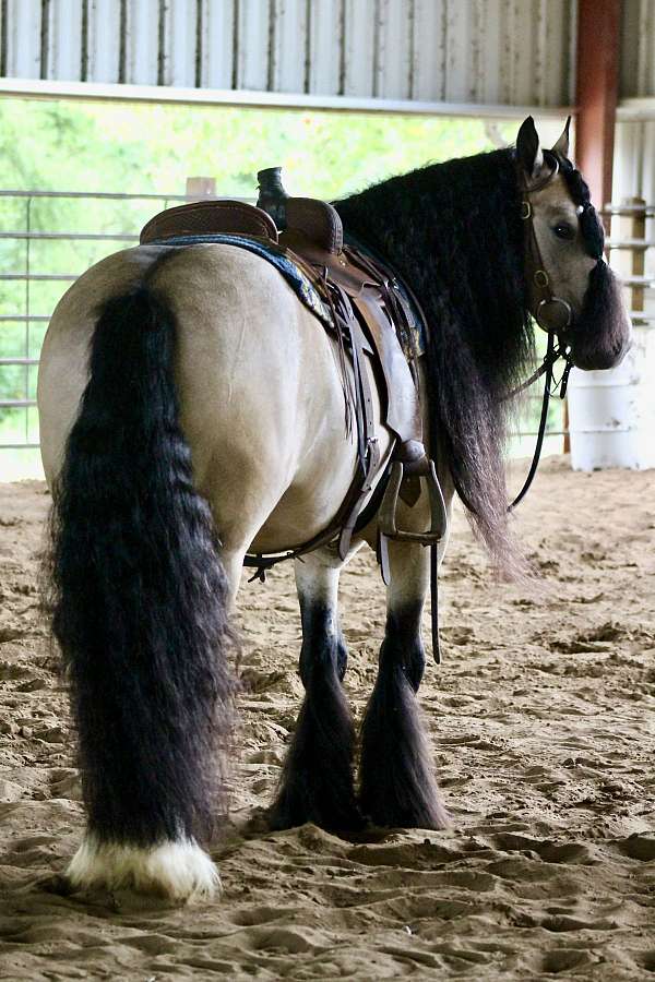 performance-gypsy-vanner-horse